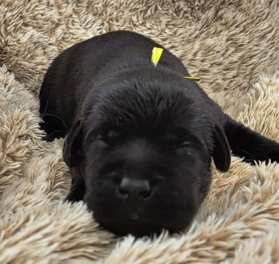 Les chiots de Labrador Retriever