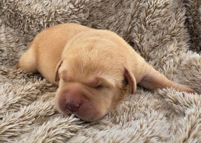 Les chiots de Labrador Retriever