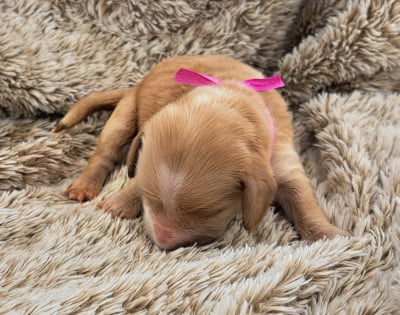 Les chiots de Cocker Spaniel Anglais