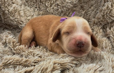 Les chiots de Cocker Spaniel Anglais