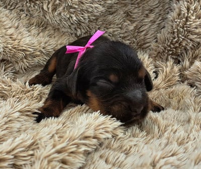 Les chiots de Cocker Spaniel Anglais