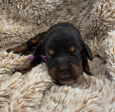 Les chiots de Cocker Spaniel Anglais