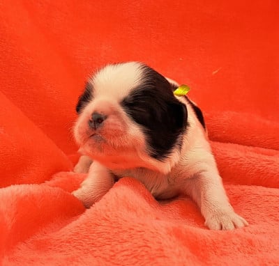 Les chiots de Shih Tzu