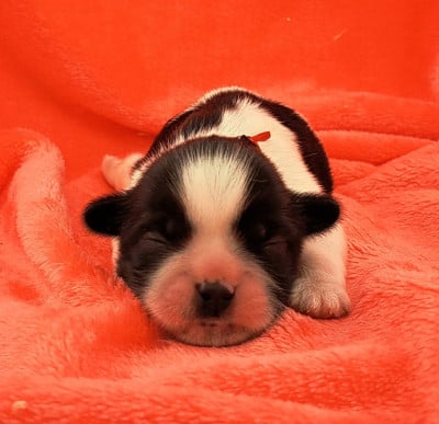 Les chiots de Shih Tzu