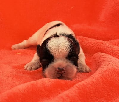 Les chiots de Shih Tzu