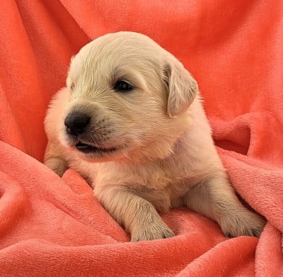 Les chiots de Golden Retriever