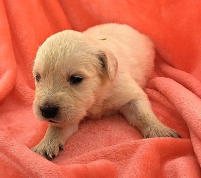 Les chiots de Golden Retriever