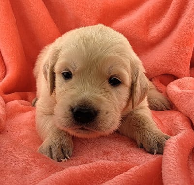 Les chiots de Golden Retriever