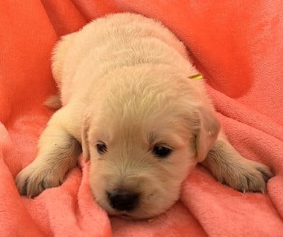 Les chiots de Golden Retriever