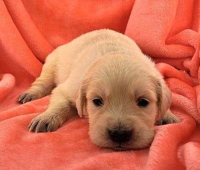 Les chiots de Golden Retriever