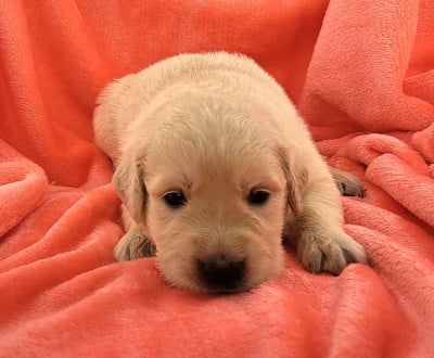 Les chiots de Golden Retriever