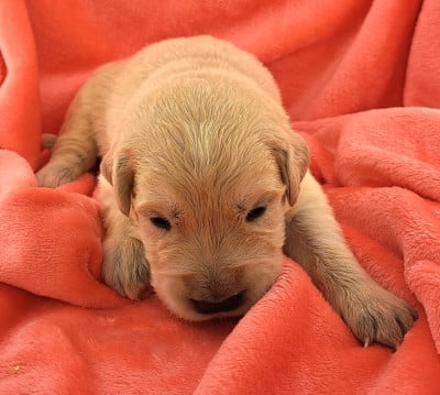 Les chiots de Golden Retriever