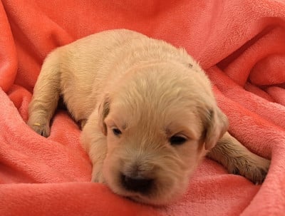 Les chiots de Golden Retriever