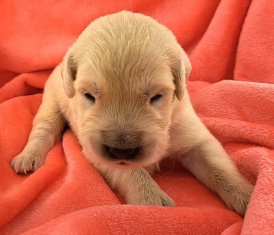Les chiots de Golden Retriever