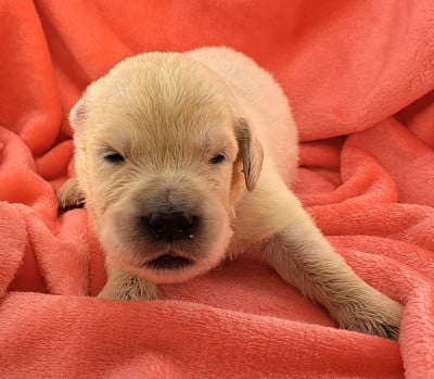 Les chiots de Golden Retriever