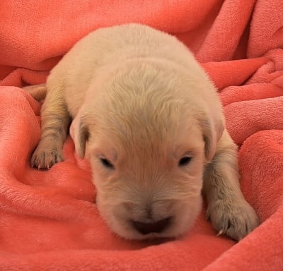 Les chiots de Golden Retriever