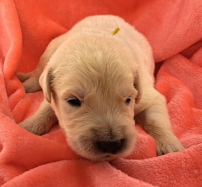 Les chiots de Golden Retriever