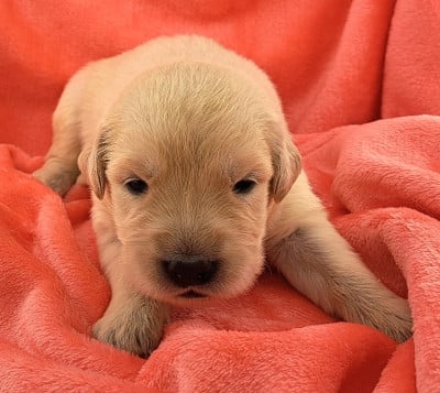 Les chiots de Golden Retriever
