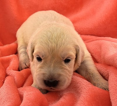 Les chiots de Golden Retriever