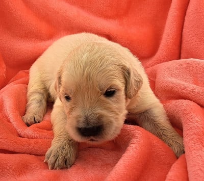 Les chiots de Golden Retriever