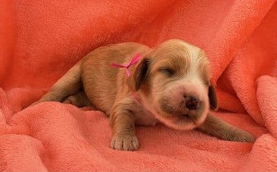 Les chiots de Cocker Spaniel Anglais