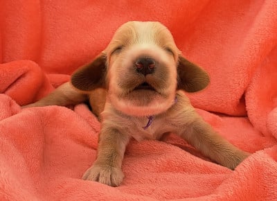 Les chiots de Cocker Spaniel Anglais