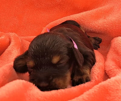 Les chiots de Cocker Spaniel Anglais