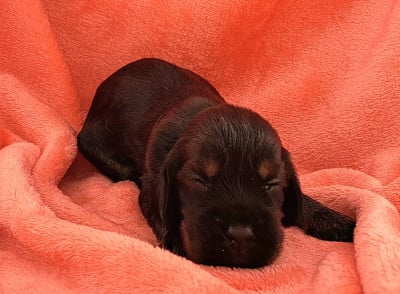 Les chiots de Cocker Spaniel Anglais