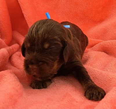 Les chiots de Cocker Spaniel Anglais