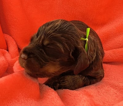 Les chiots de Cocker Spaniel Anglais