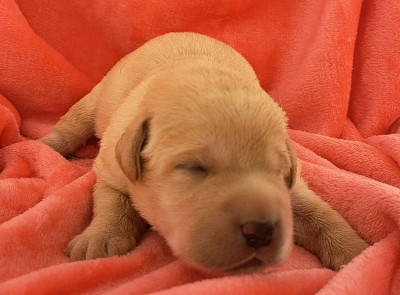 Les chiots de Labrador Retriever