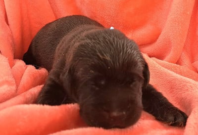 Les chiots de Labrador Retriever