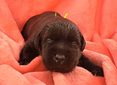 Les chiots de Labrador Retriever
