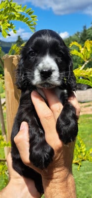 Les chiots de Cocker Spaniel Anglais