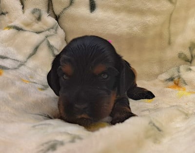 Les chiots de Cocker Spaniel Anglais