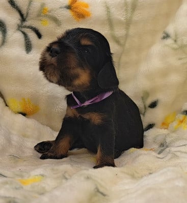Les chiots de Cocker Spaniel Anglais