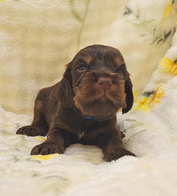 Les chiots de Cocker Spaniel Anglais