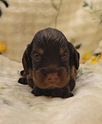 Les chiots de Cocker Spaniel Anglais