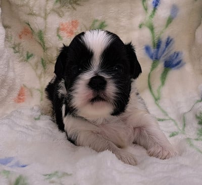 Les chiots de Shih Tzu
