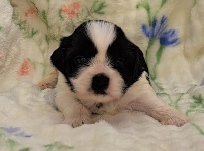 Les chiots de Shih Tzu