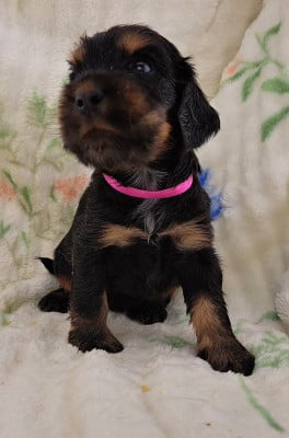 Les chiots de Cocker Spaniel Anglais