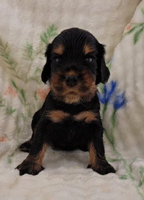 Les chiots de Cocker Spaniel Anglais
