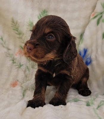 Les chiots de Cocker Spaniel Anglais