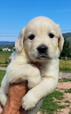 Les chiots de Golden Retriever