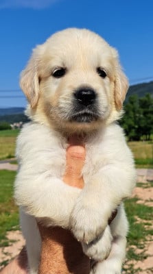 Les chiots de Golden Retriever