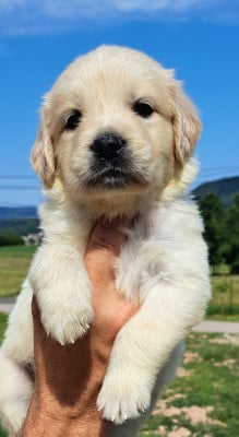 Les chiots de Golden Retriever