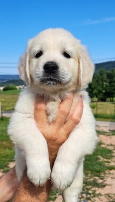 Les chiots de Golden Retriever