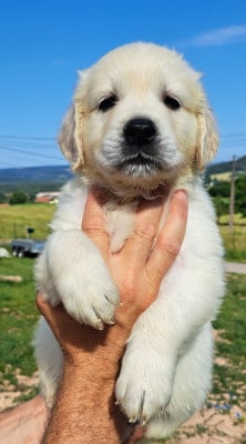 Les chiots de Golden Retriever