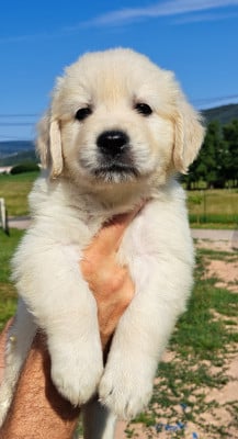Les chiots de Golden Retriever