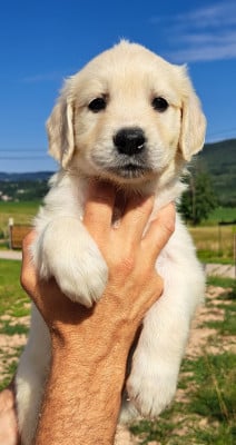 Les chiots de Golden Retriever